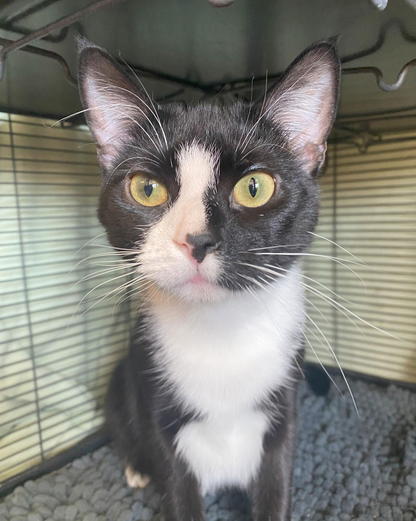 Enlarge Olympia, a Adoptable mixed breed in Gettysburg, PA image 2/3