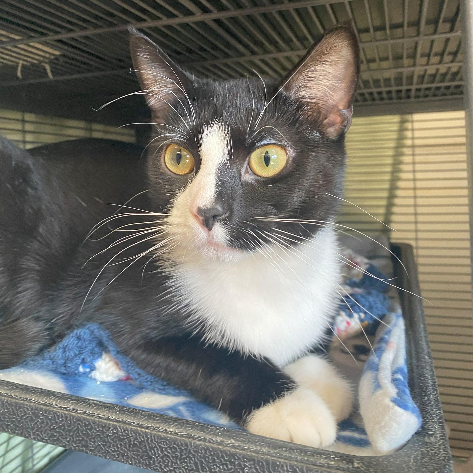 Enlarge Olympia, a Adoptable mixed breed in Gettysburg, PA image 3/3