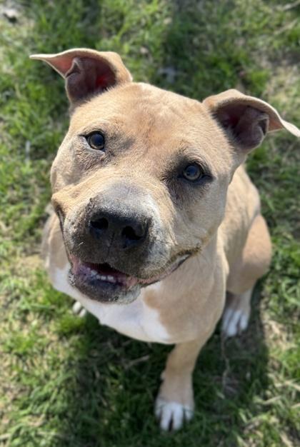 Gemma — thumbnail 2