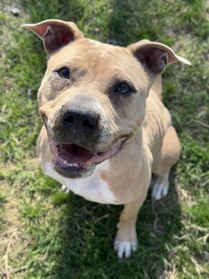 Gemma — thumbnail 3