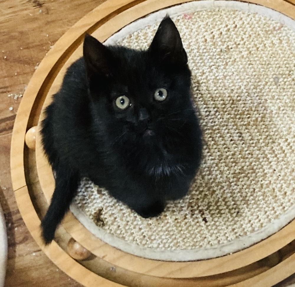 Enlarge Tilly, a Adoptable Domestic Short Hair in Pinole, CA image 3/5