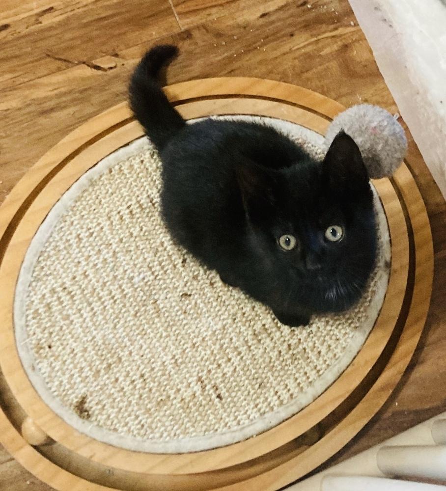 Enlarge Tilly, a Adoptable Domestic Short Hair in Pinole, CA image 4/5