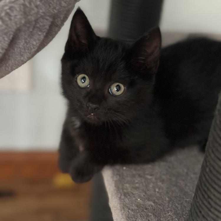 Tilly, Adoptable, Kitten Female Domestic Short Hair.