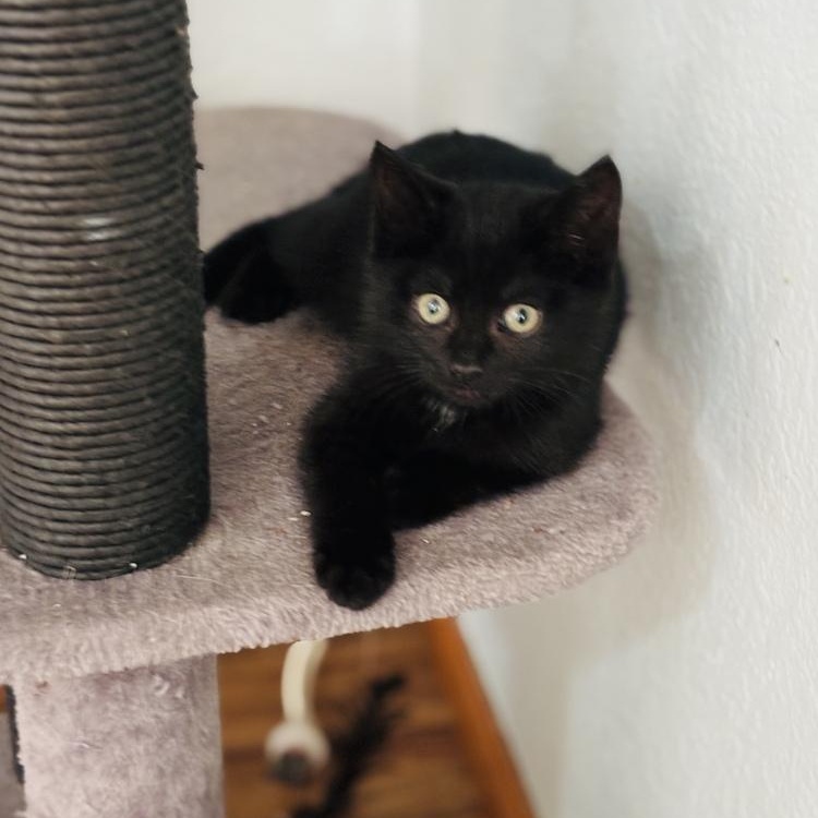 Enlarge Tilly, a Adoptable Domestic Short Hair in Pinole, CA image 2/5