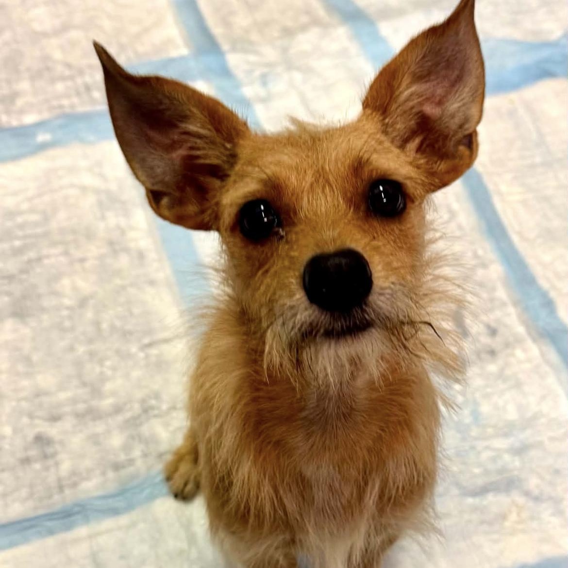 Enlarge Scruffy, an adopted mixed breed in East Windsor , CT image 1/1