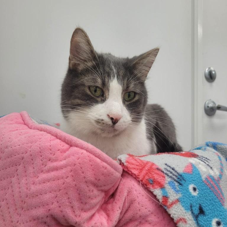 Percy, Adoptable, Adult Male Domestic Short Hair.