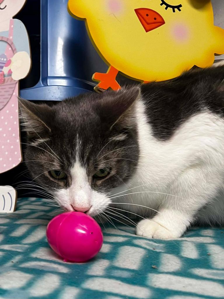 Enlarge Percy, a Adoptable mixed breed in Sunrise Beach, MO image 2/6