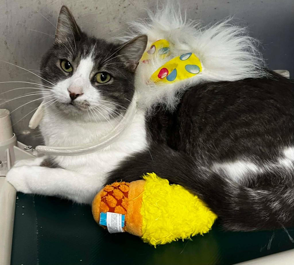 Enlarge Percy, a Adoptable mixed breed in Sunrise Beach, MO image 3/6