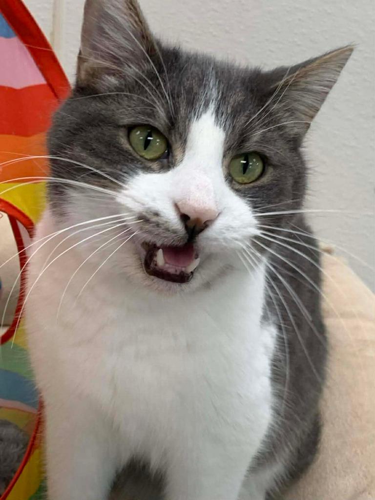 Enlarge Percy, a Adoptable mixed breed in Sunrise Beach, MO image 4/6