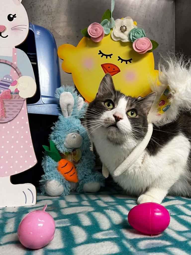 Enlarge Percy, a Adoptable mixed breed in Sunrise Beach, MO image 5/6