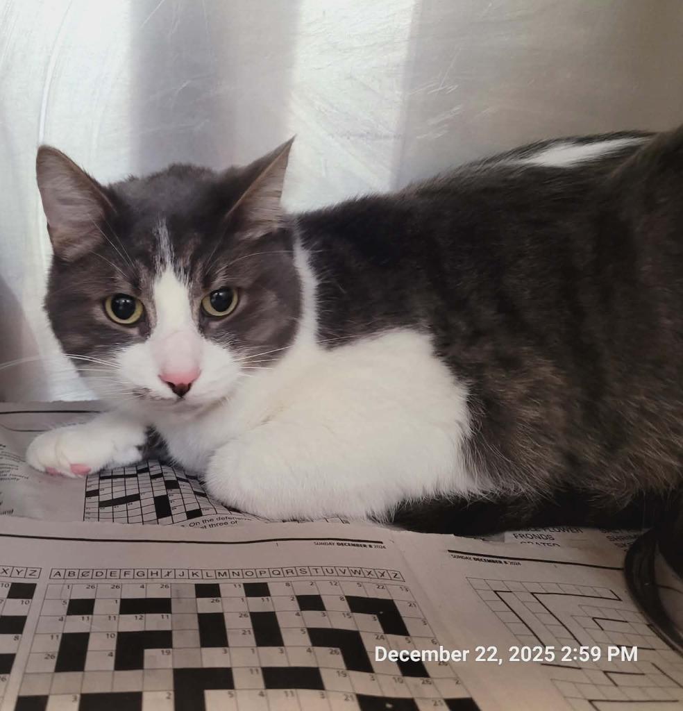 Enlarge Percy, a Adoptable mixed breed in Sunrise Beach, MO image 6/6