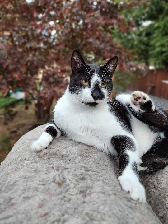 Drake, Adoptable, Adult Male Domestic Short Hair.