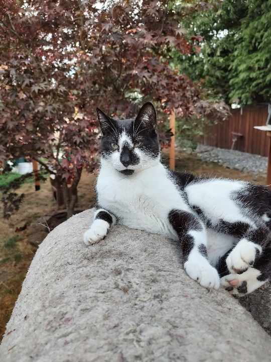 Drake, a Adoptable Domestic Short Hair in Oakville, WA image 2/4