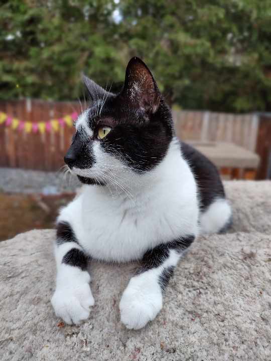 Drake, a Adoptable Domestic Short Hair in Oakville, WA image 3/4