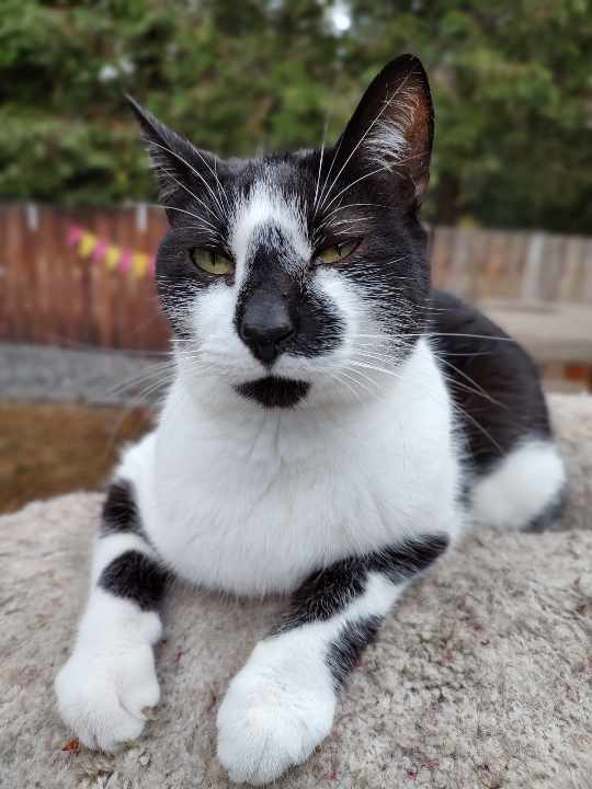 Drake, a Adoptable Domestic Short Hair in Oakville, WA image 4/4