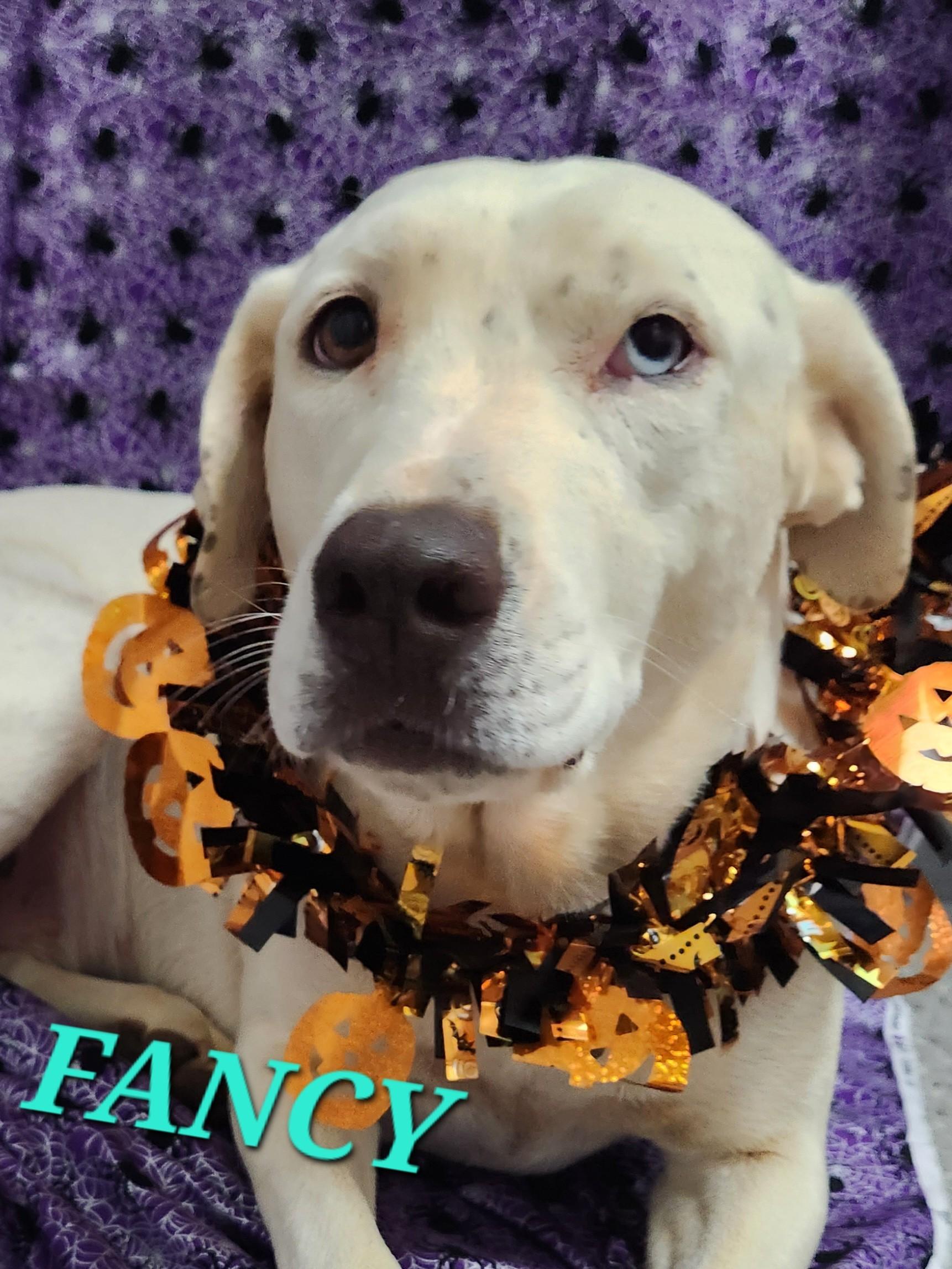 Enlarge Fancy - Fall in Love with this beauty, a Adoptable mixed breed in Woburn, MA image 1/6