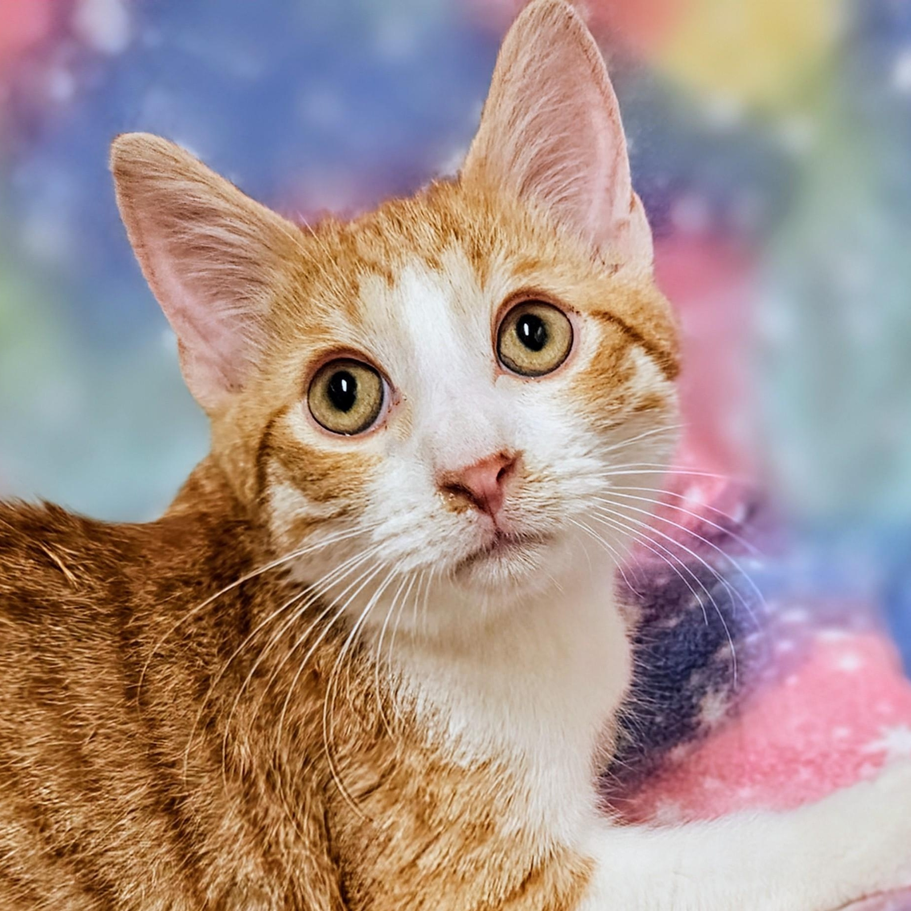 Mer, Adoptable, Kitten Male Domestic Short Hair.