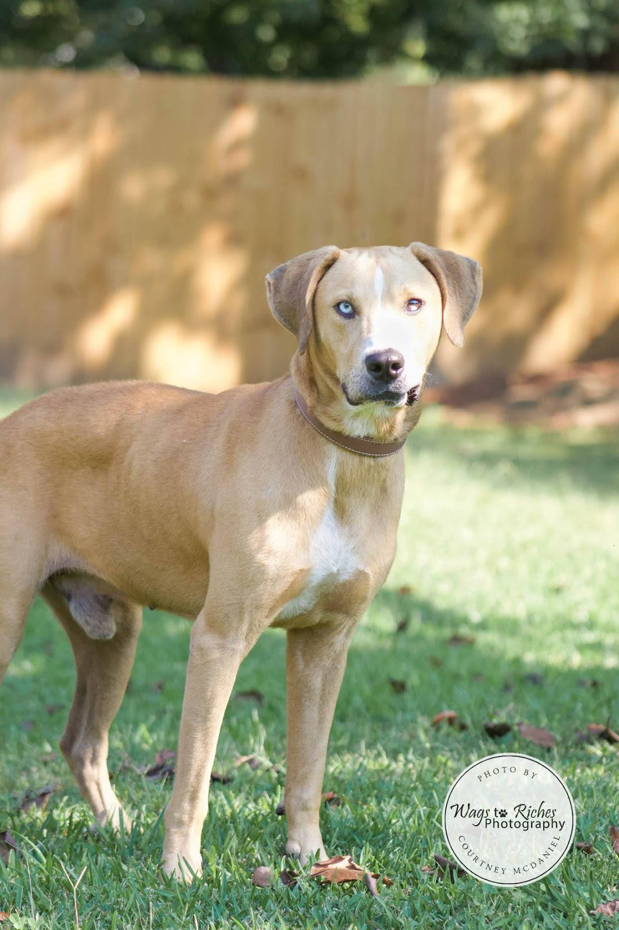 Toebie, Adult Male Labrador Retriever