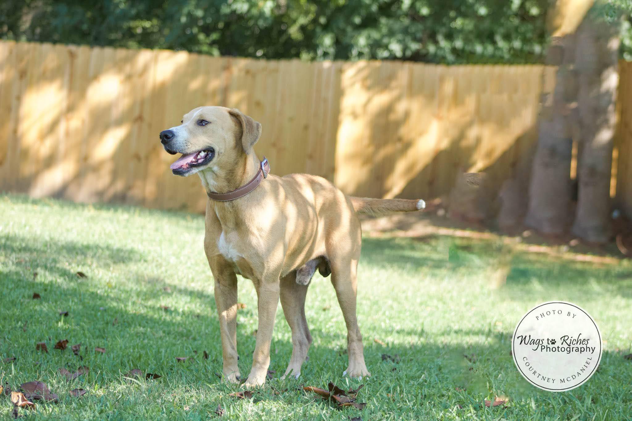 Enlarge Toebie, a Adoptable mixed breed in Tuscaloosa, AL image 2/6