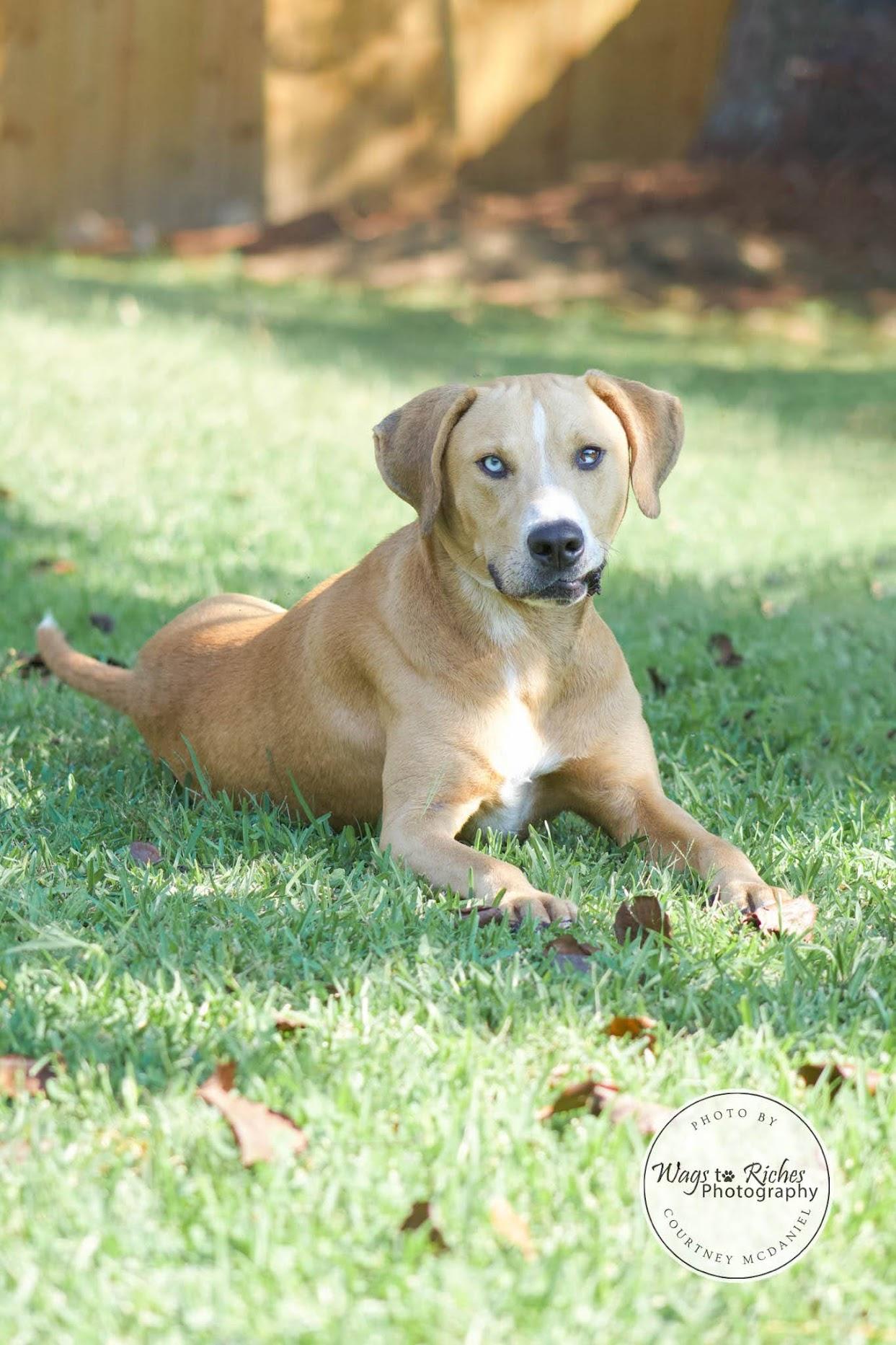 Enlarge Toebie, a Adoptable mixed breed in Tuscaloosa, AL image 3/6