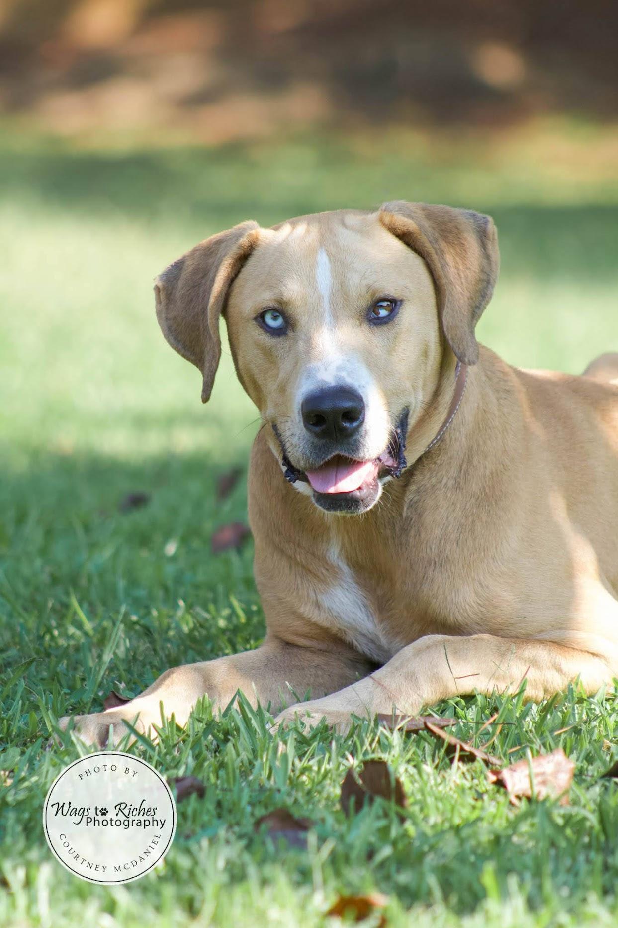 Enlarge Toebie, a Adoptable mixed breed in Tuscaloosa, AL image 4/6