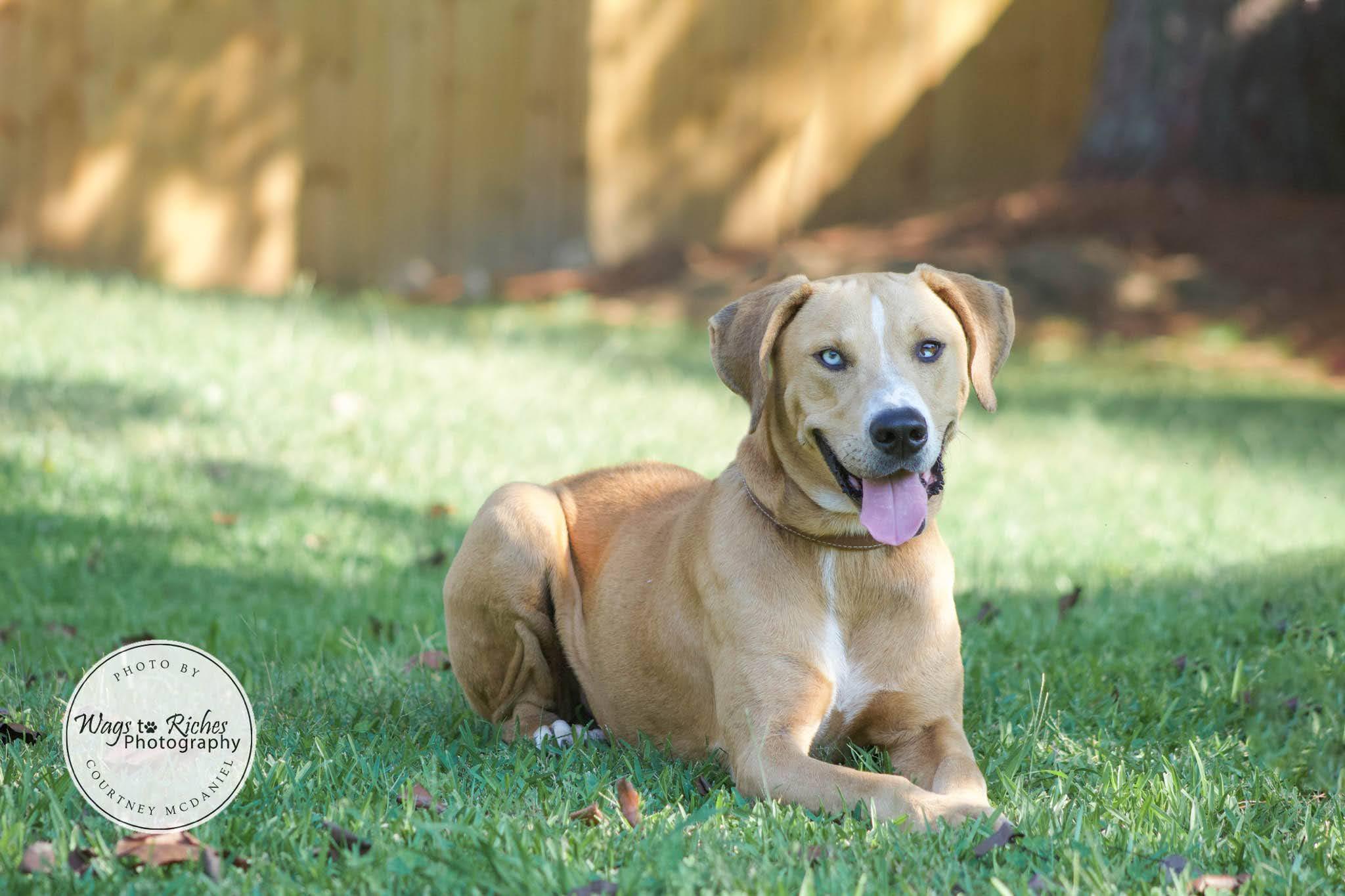 Enlarge Toebie, a Adoptable mixed breed in Tuscaloosa, AL image 5/6