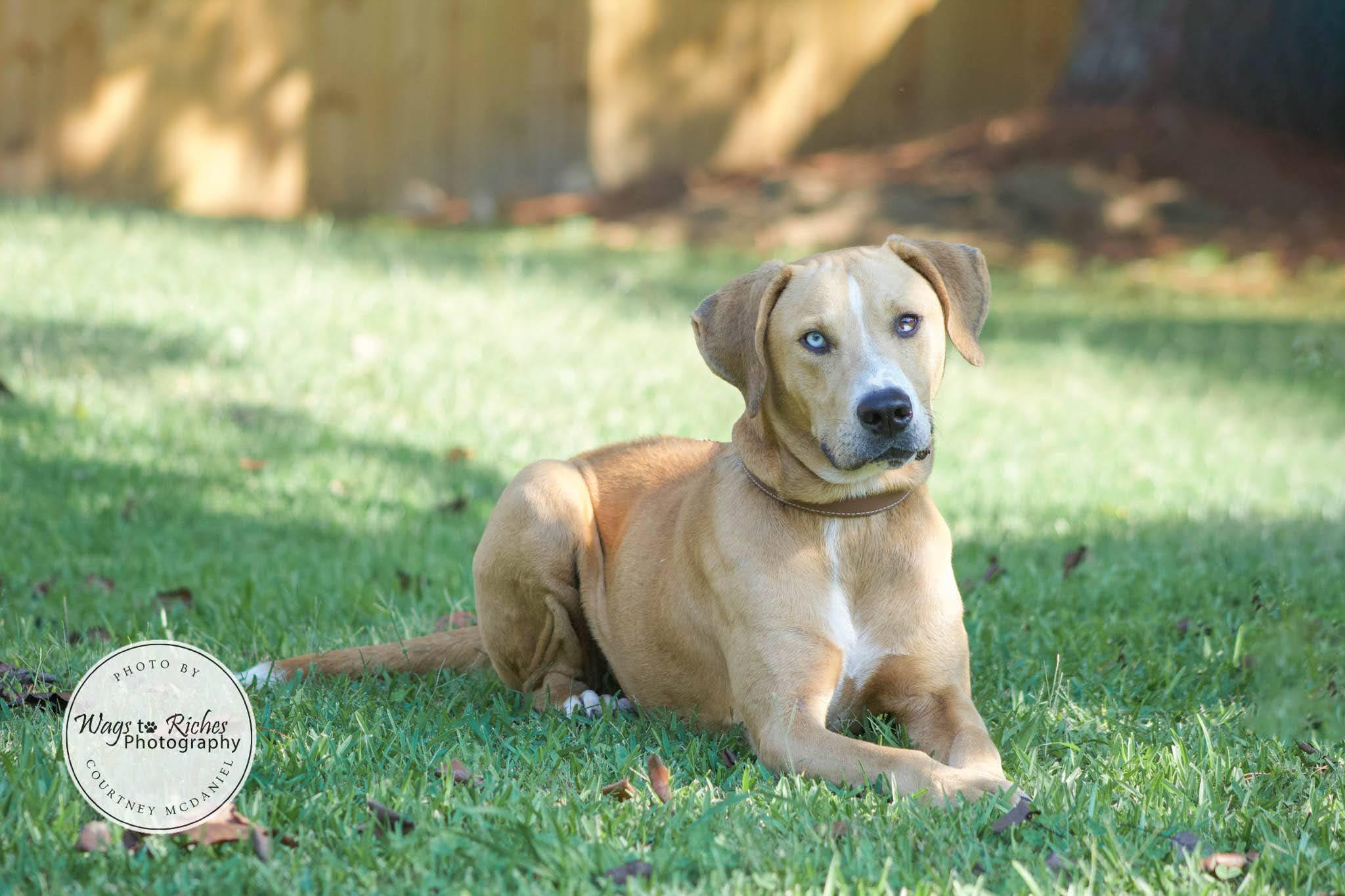Enlarge Toebie, a Adoptable mixed breed in Tuscaloosa, AL image 6/6
