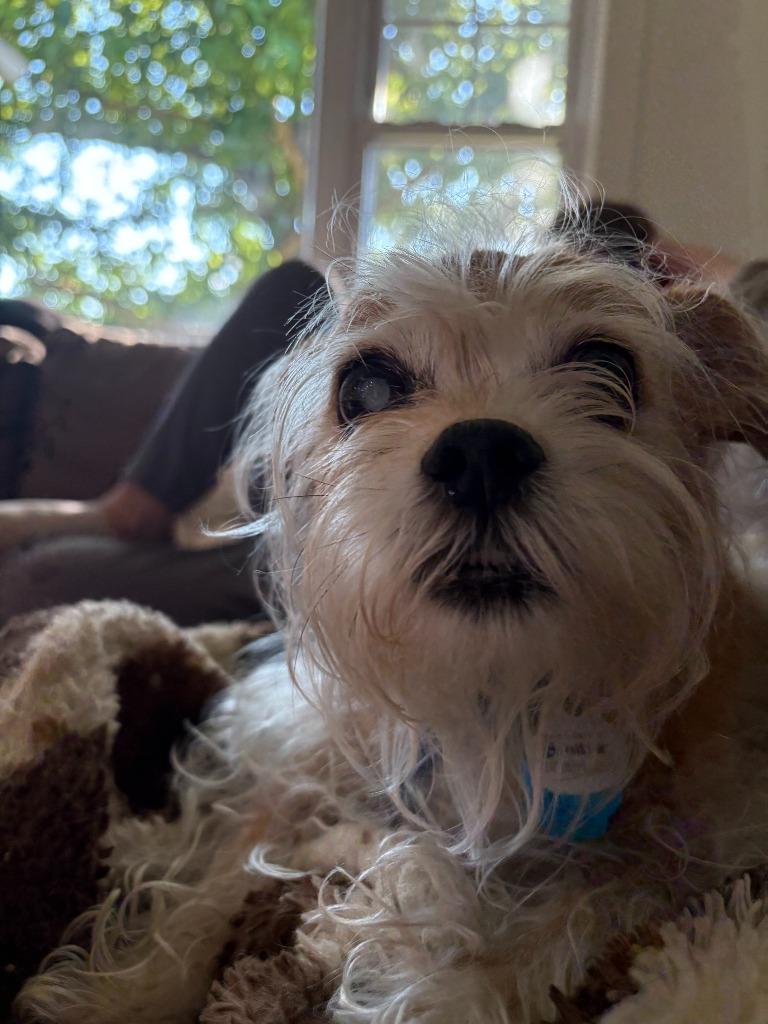 Mushu, Adoptable, Senior Female Brussels Griffon & Mixed Breed.