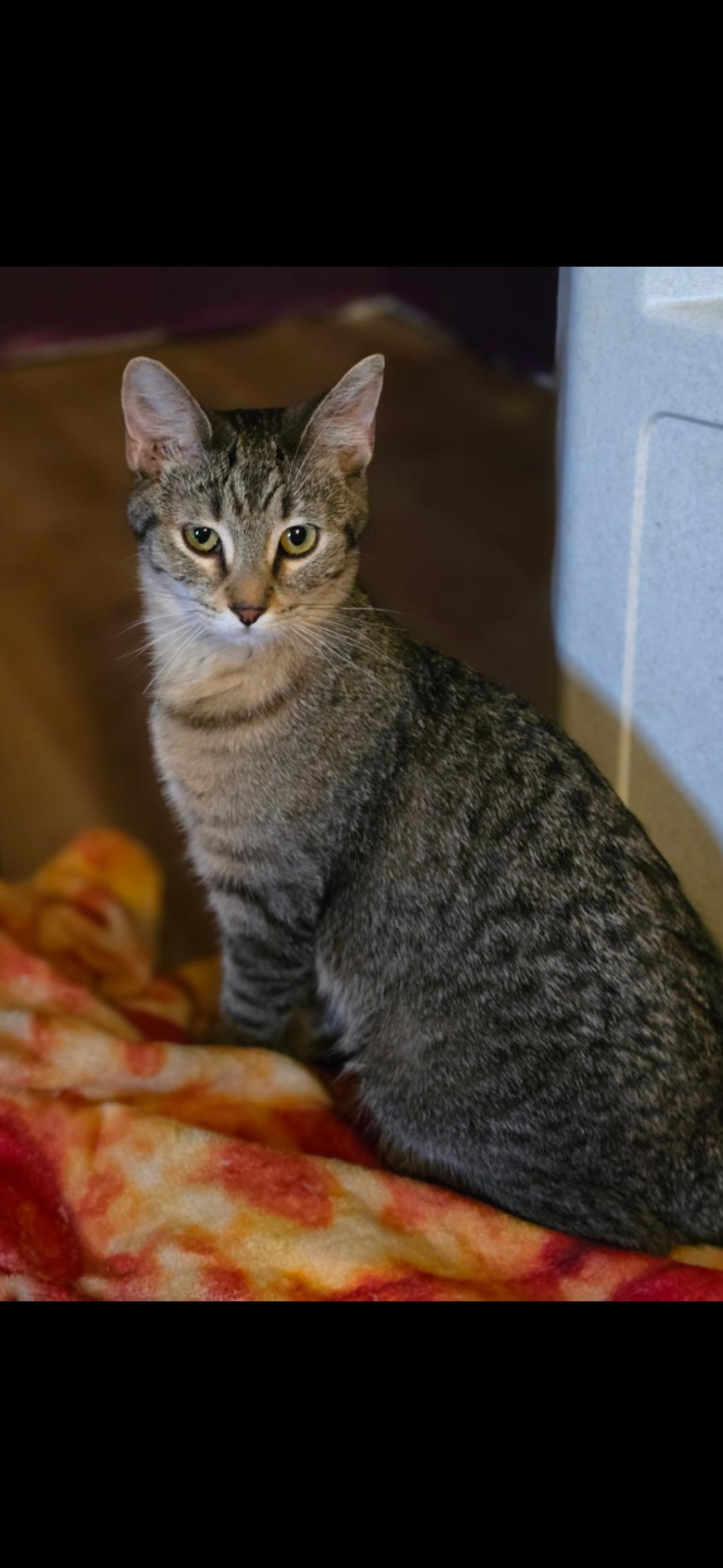Enlarge Hallie, a ADOPTABLE Domestic Short Hair in Medford, WI image 1/1