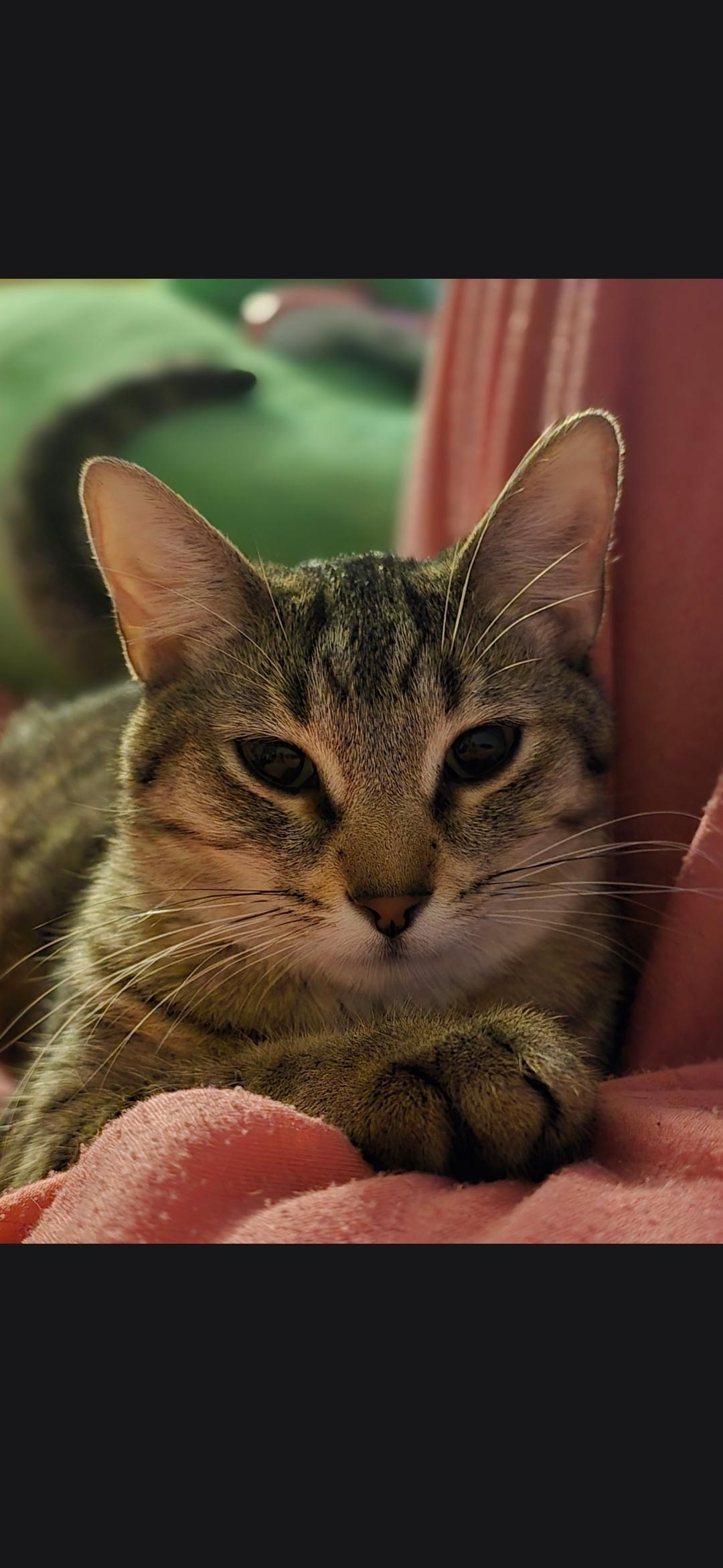 Enlarge Hallie, a ADOPTABLE Domestic Short Hair in Medford, WI image 1/1