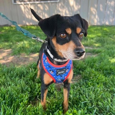 Chloe, adopted, Adult Female Chihuahua.