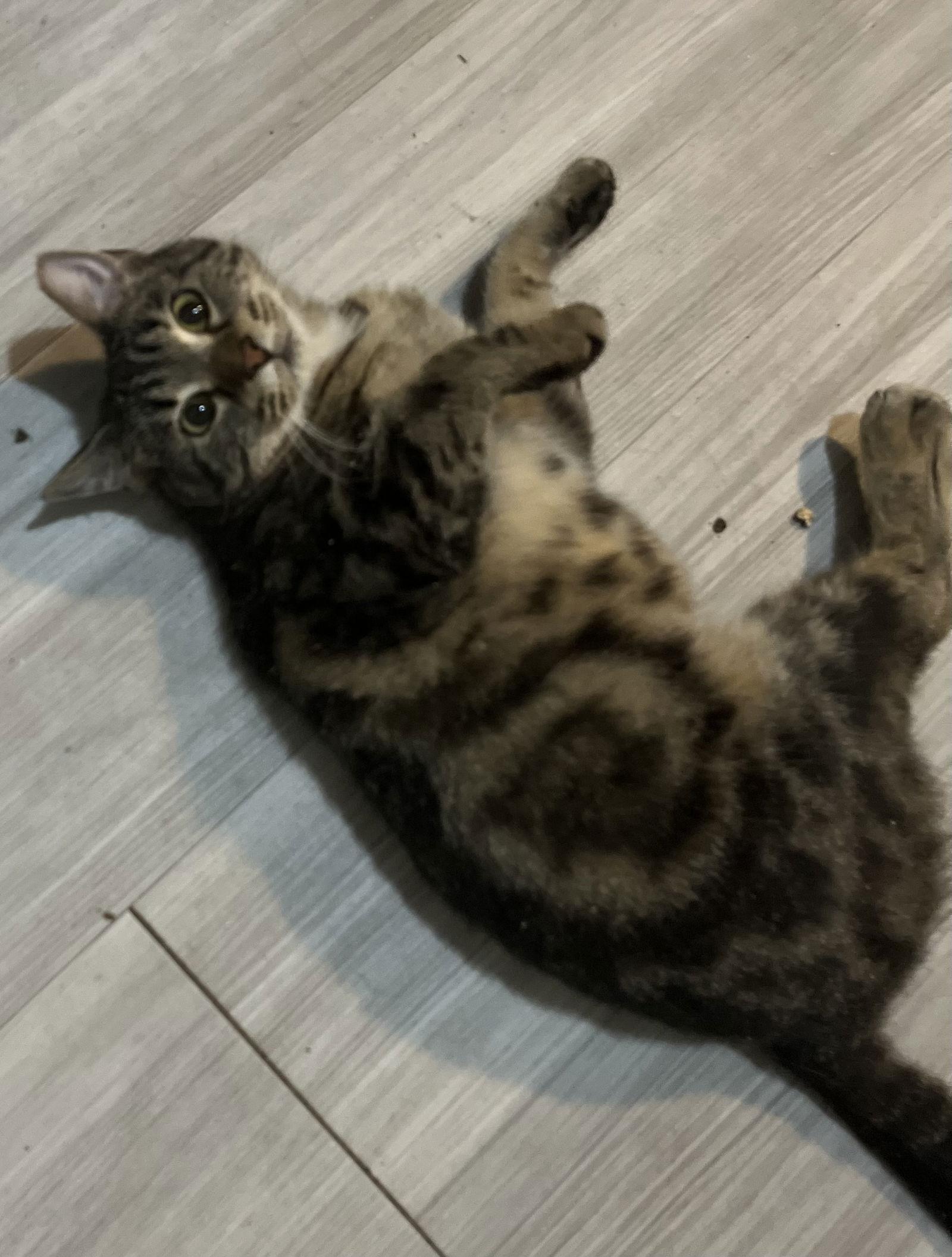 Paisley, Adoptable, Adult Female Tabby.