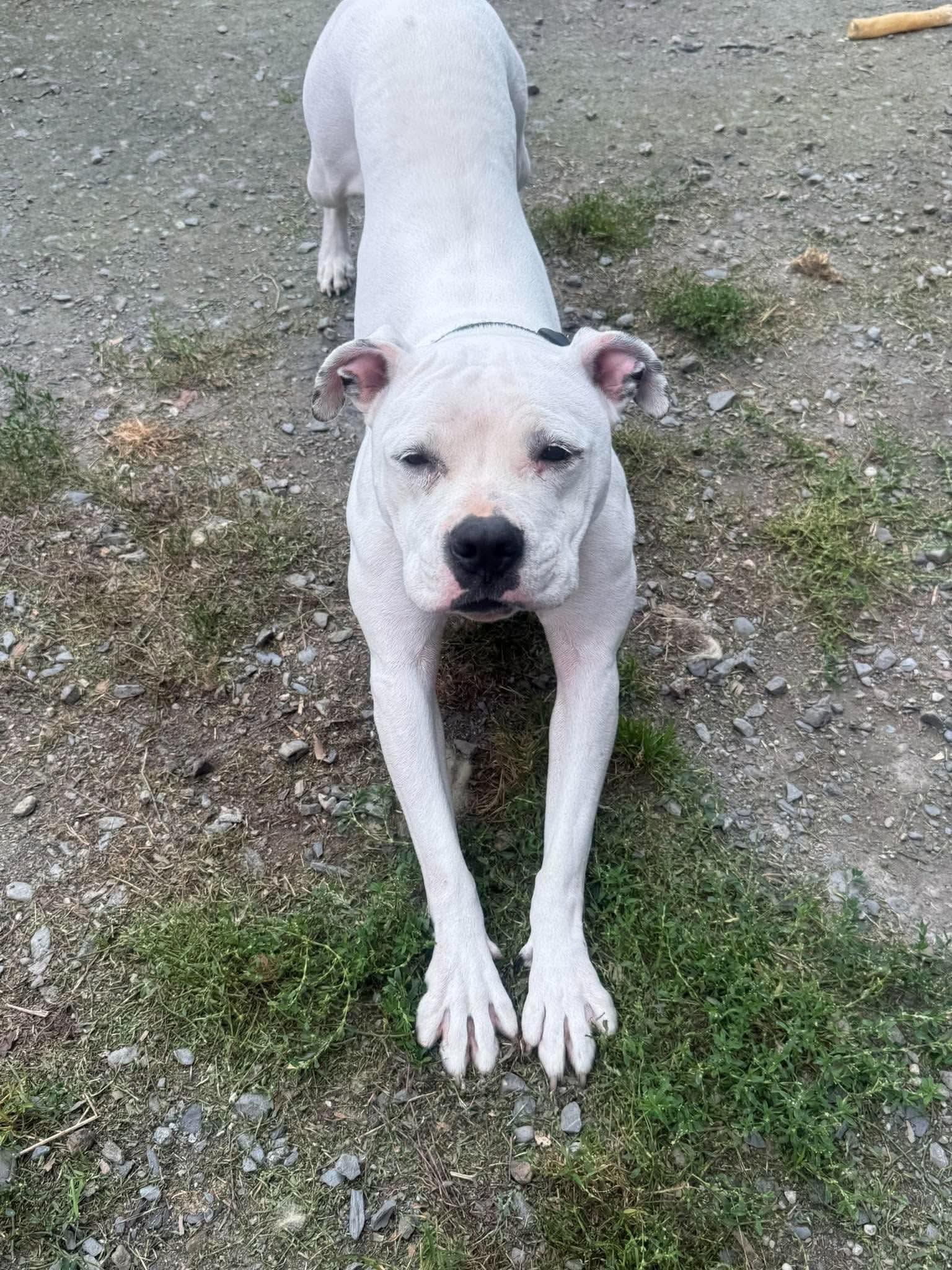 Enlarge Spirit, a Adoptable mixed breed in Randolph Center, VT image 3/5