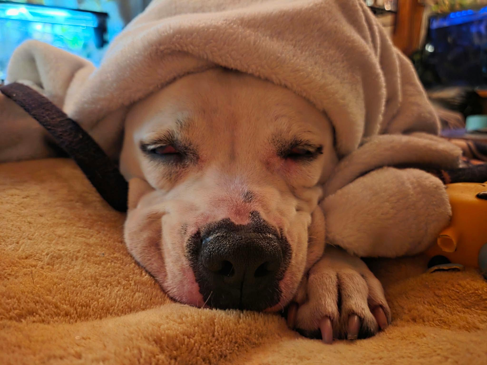 Spirit, Adoptable, Adult Female Pit Bull Terrier.
