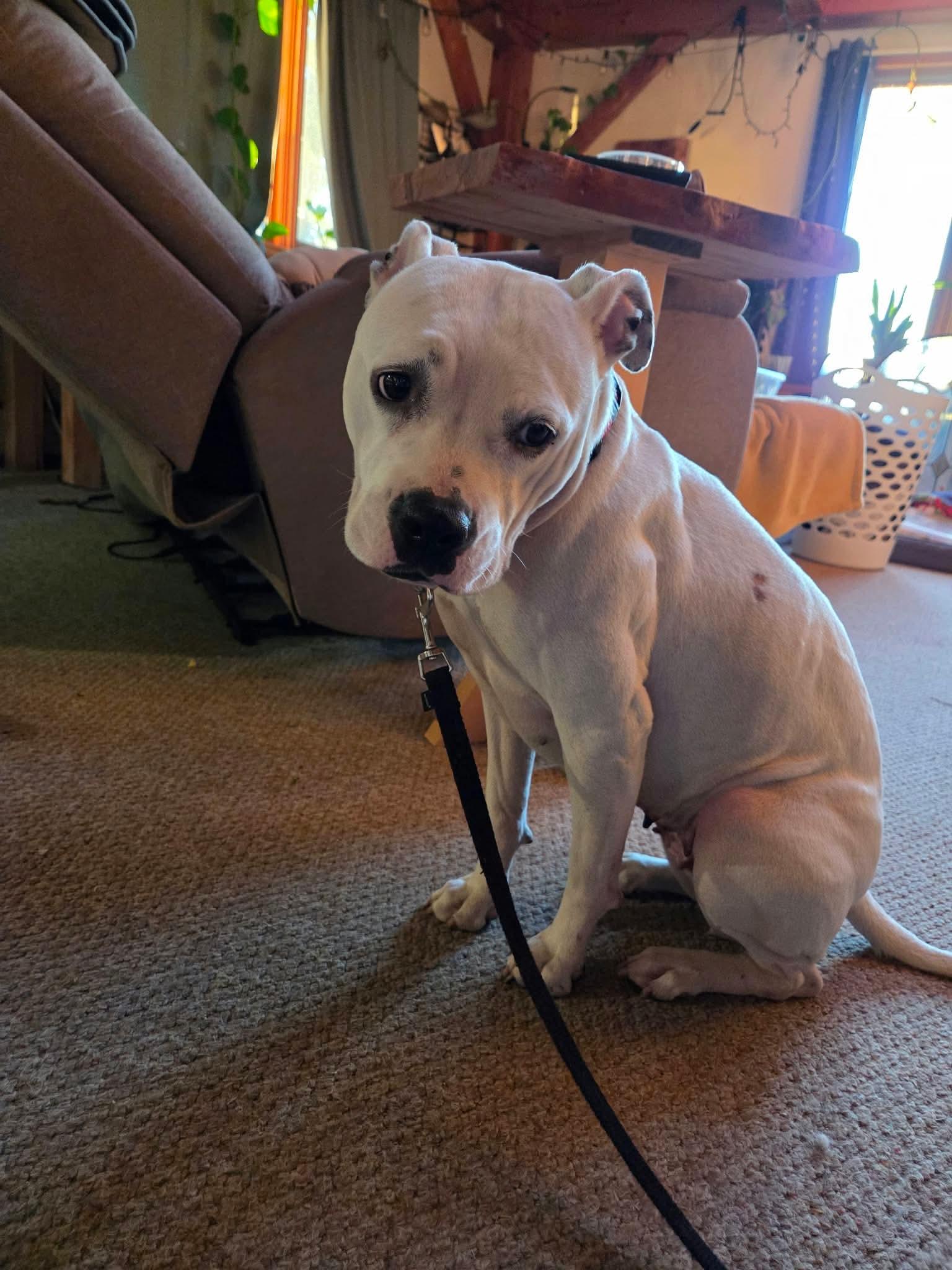 Enlarge Spirit, a Adoptable mixed breed in Randolph Center, VT image 4/5