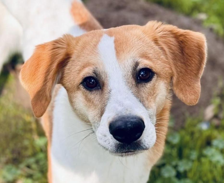 Mattie, Adult Male Hound