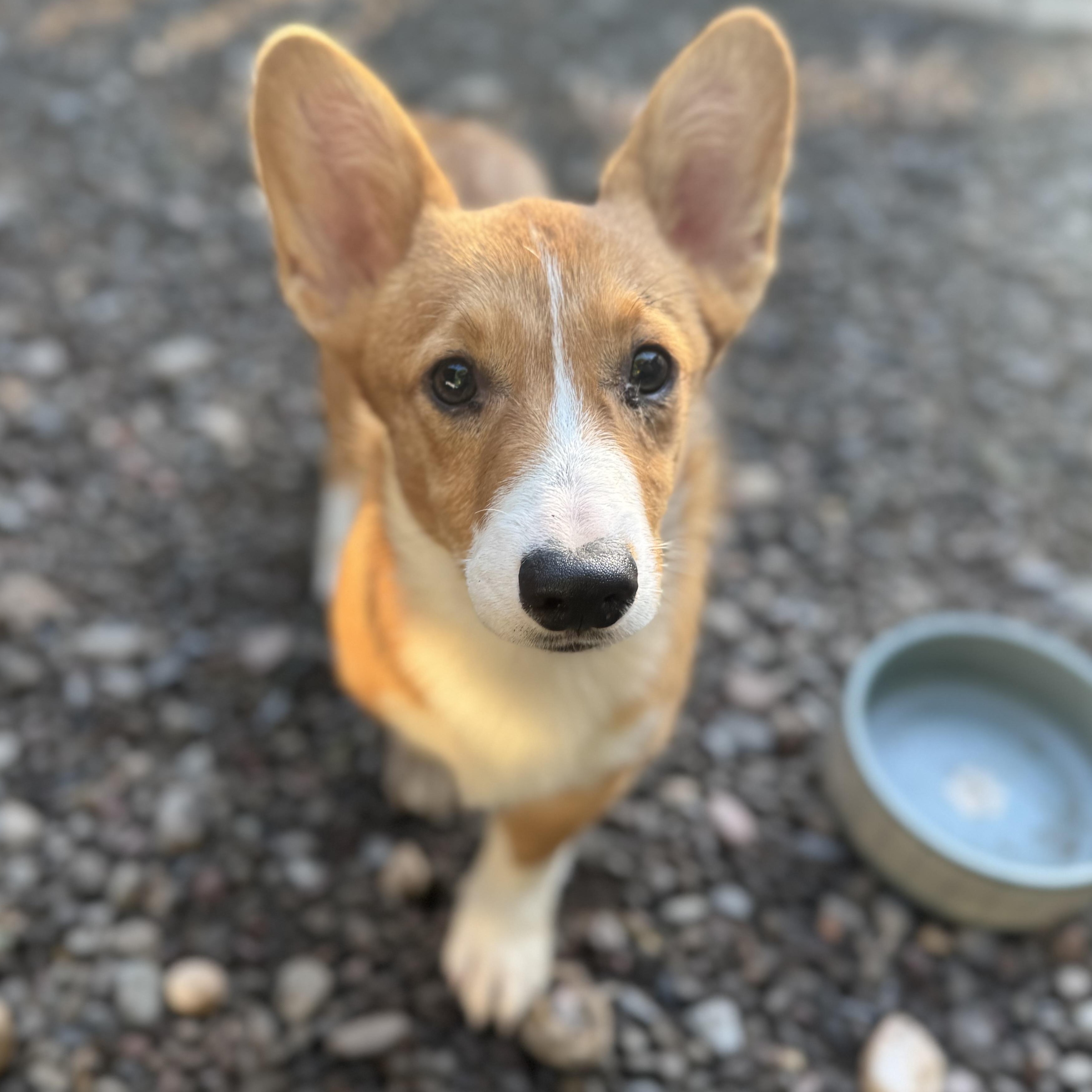 Enlarge Bigsby, an adopted Pembroke Welsh Corgi in Denver , PA image 3/4