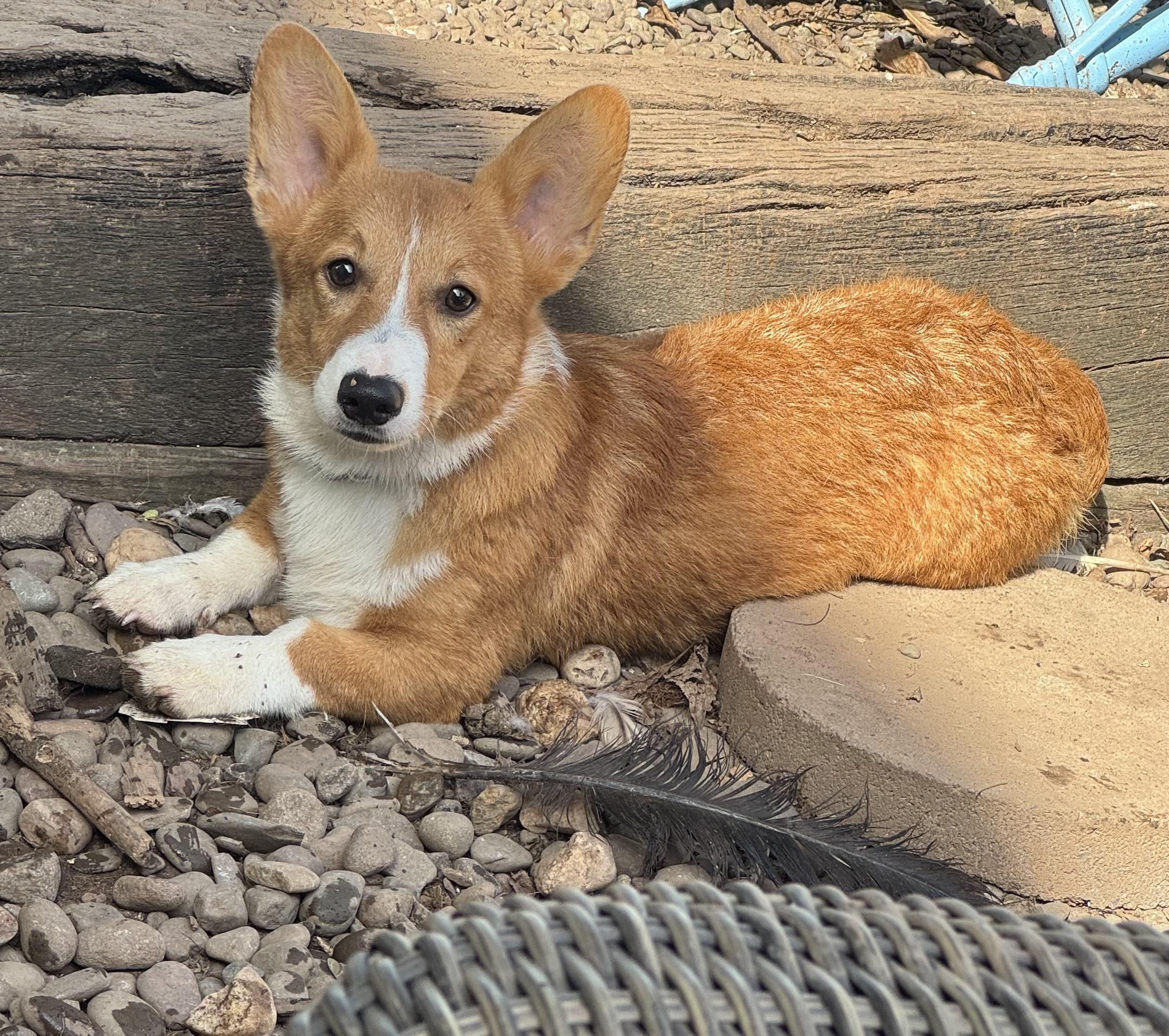 Enlarge Bigsby, an adopted Pembroke Welsh Corgi in Denver , PA image 1/4