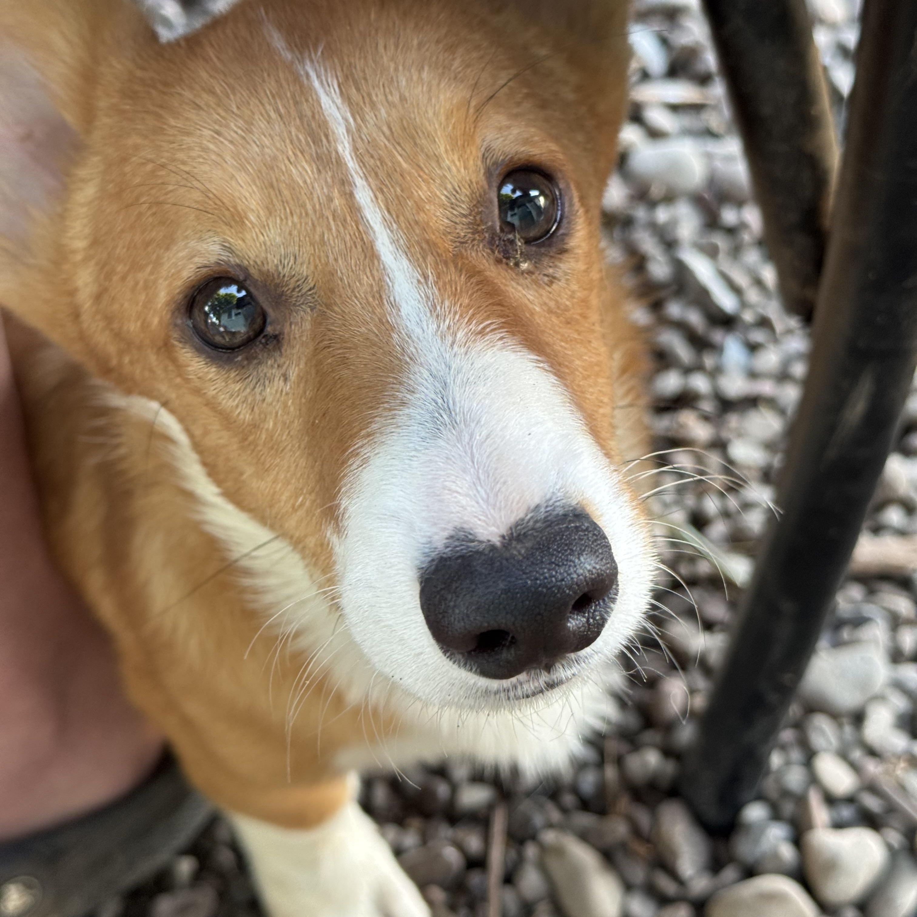 Enlarge Bigsby, an adopted Pembroke Welsh Corgi in Denver , PA image 4/4