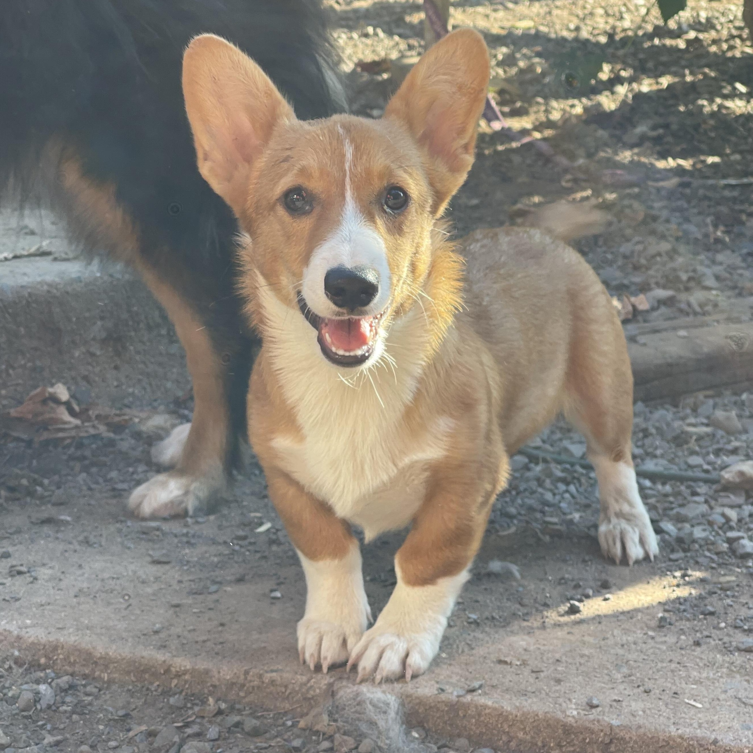 Enlarge Bigsby, an adopted Pembroke Welsh Corgi in Denver , PA image 2/4