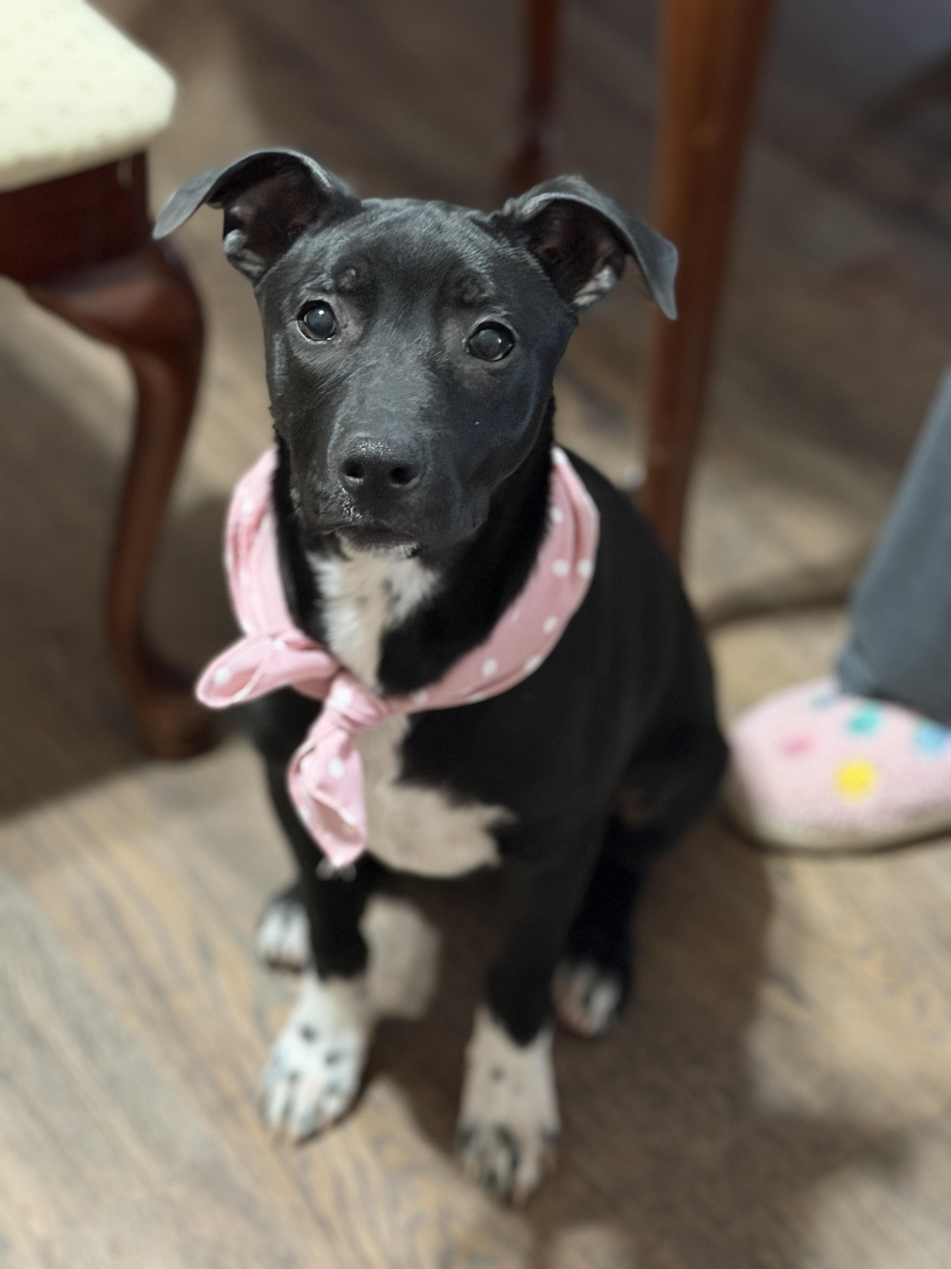 Enlarge Marcy, a ADOPTABLE mixed breed in Jeffersonville, IN image 5/6