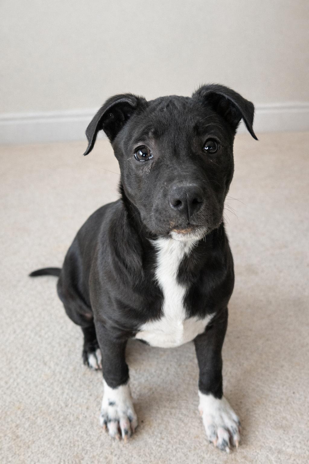 Enlarge Mercy, a ADOPTABLE mixed breed in Jeffersonville, IN image 3/3