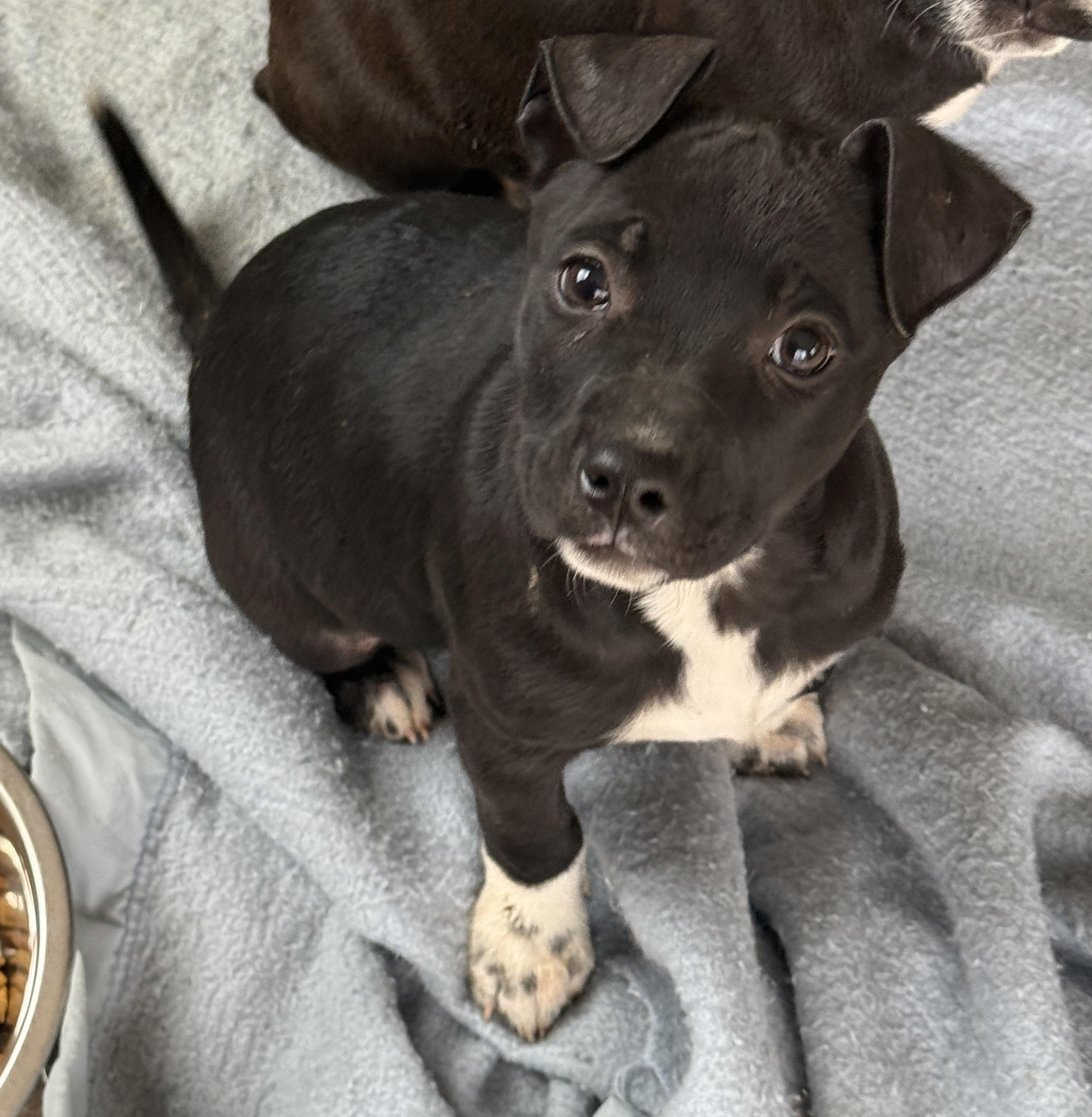 Enlarge Mercy, a ADOPTABLE mixed breed in Jeffersonville, IN image 2/3