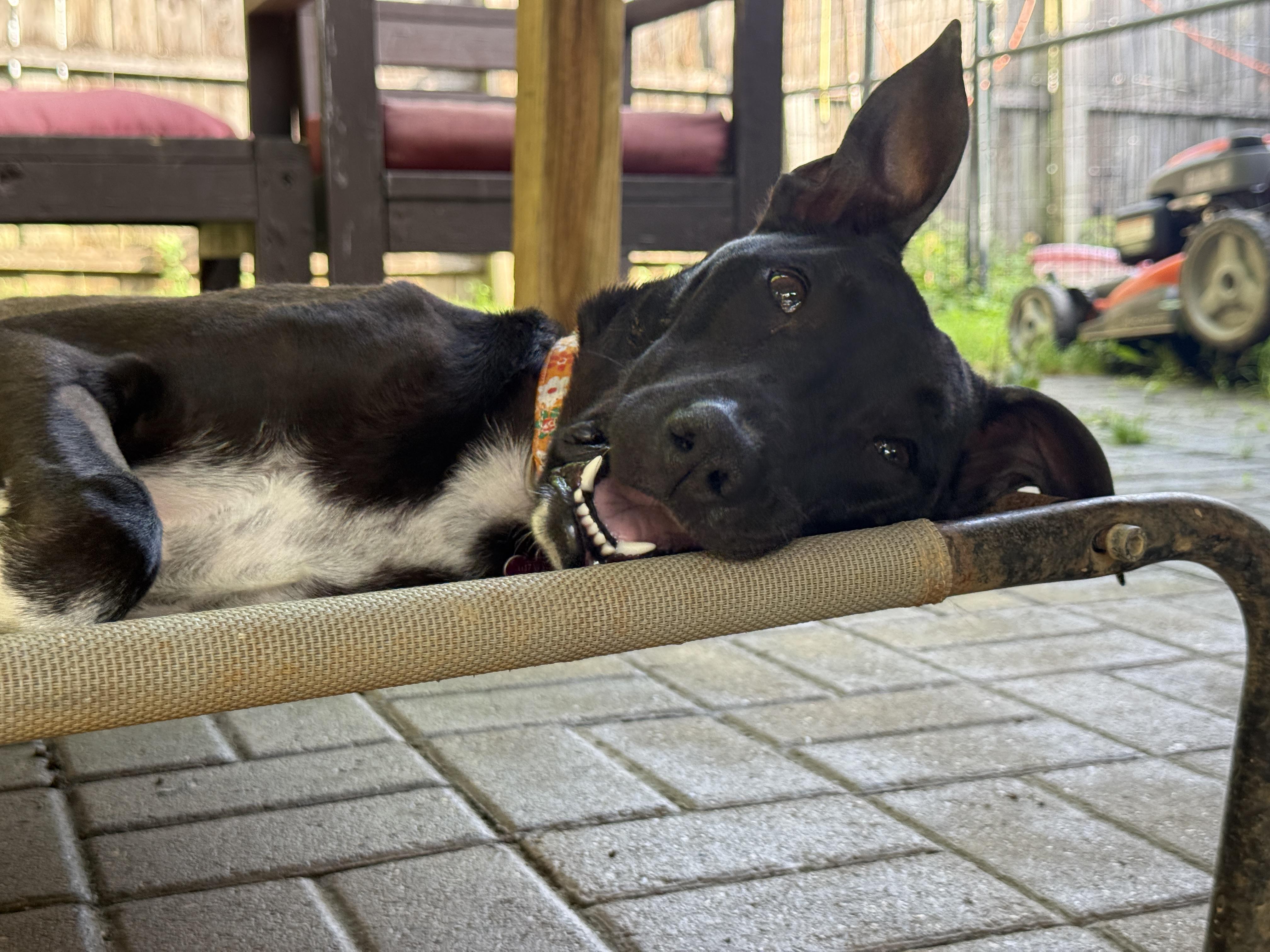 Enlarge Mercy, a Adopted mixed breed in Jeffersonville, IN image 3/6