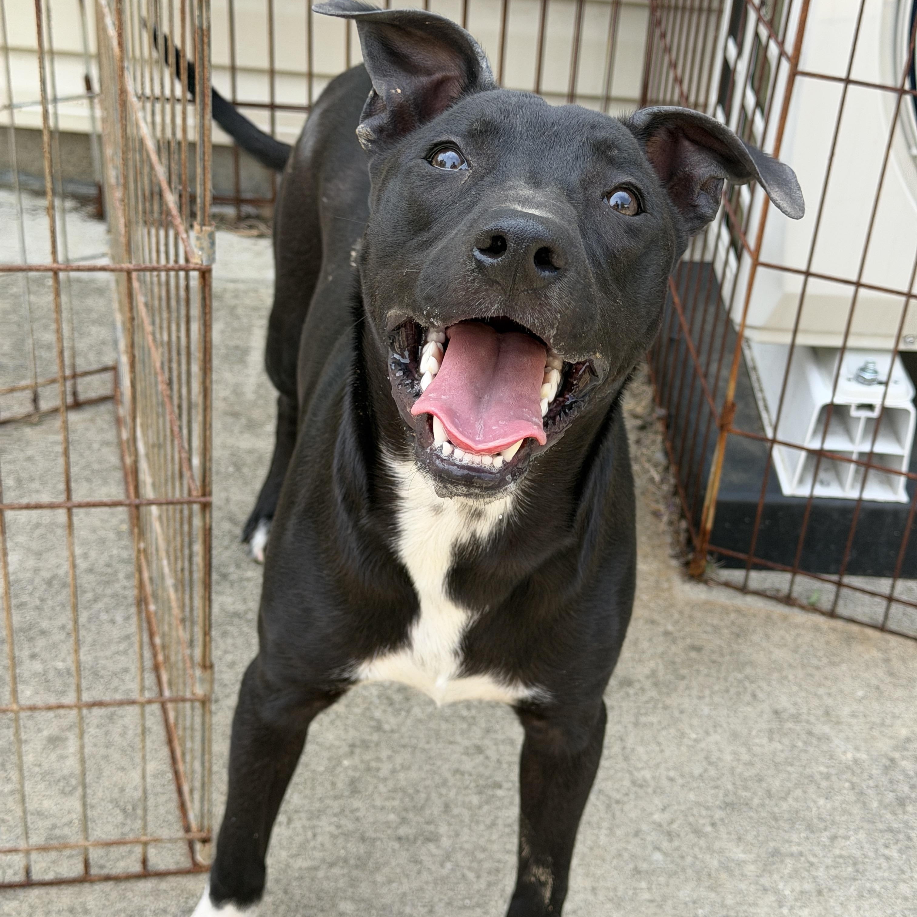 Mercy, ADOPTABLE, Puppy Female Mixed Breed.