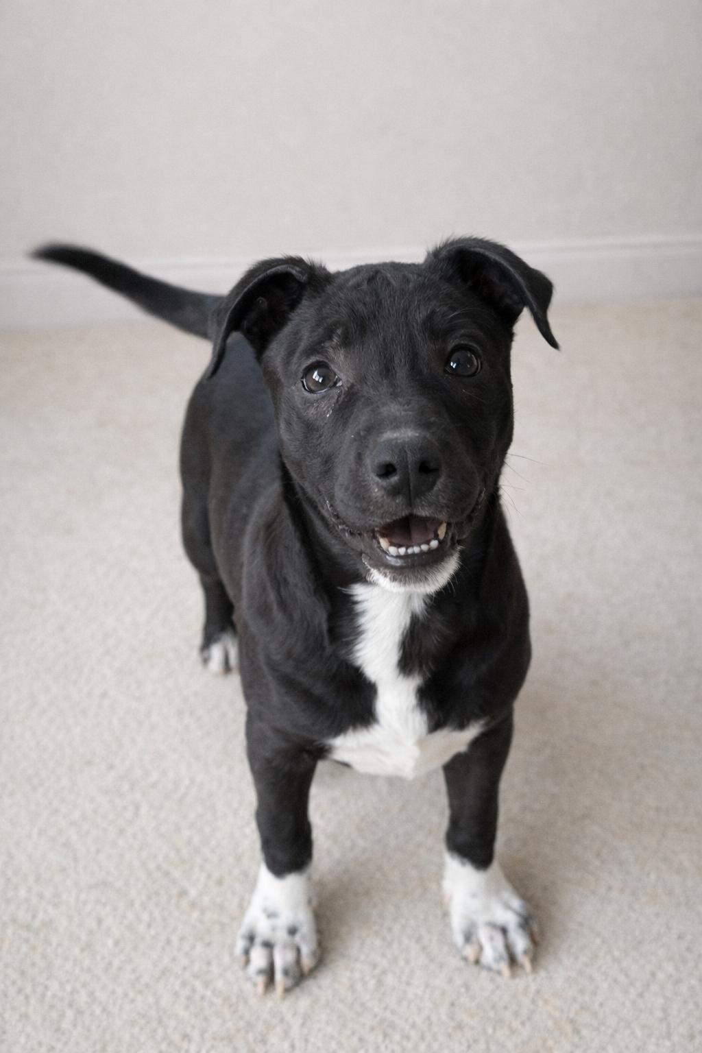 Mercy, ADOPTABLE, Puppy Female American Staffordshire Terrier.