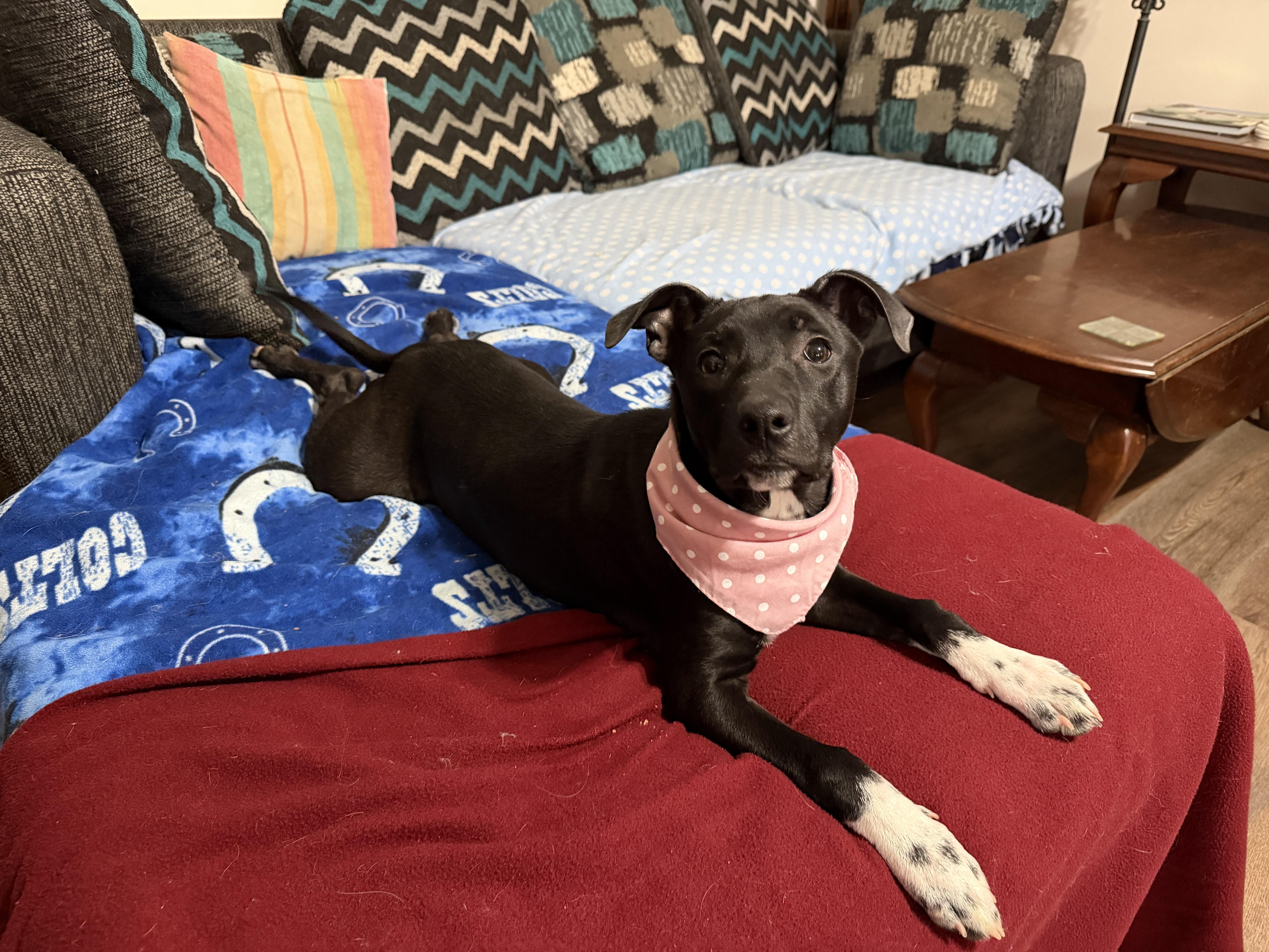 Enlarge Marcy, a ADOPTABLE mixed breed in Jeffersonville, IN image 4/6