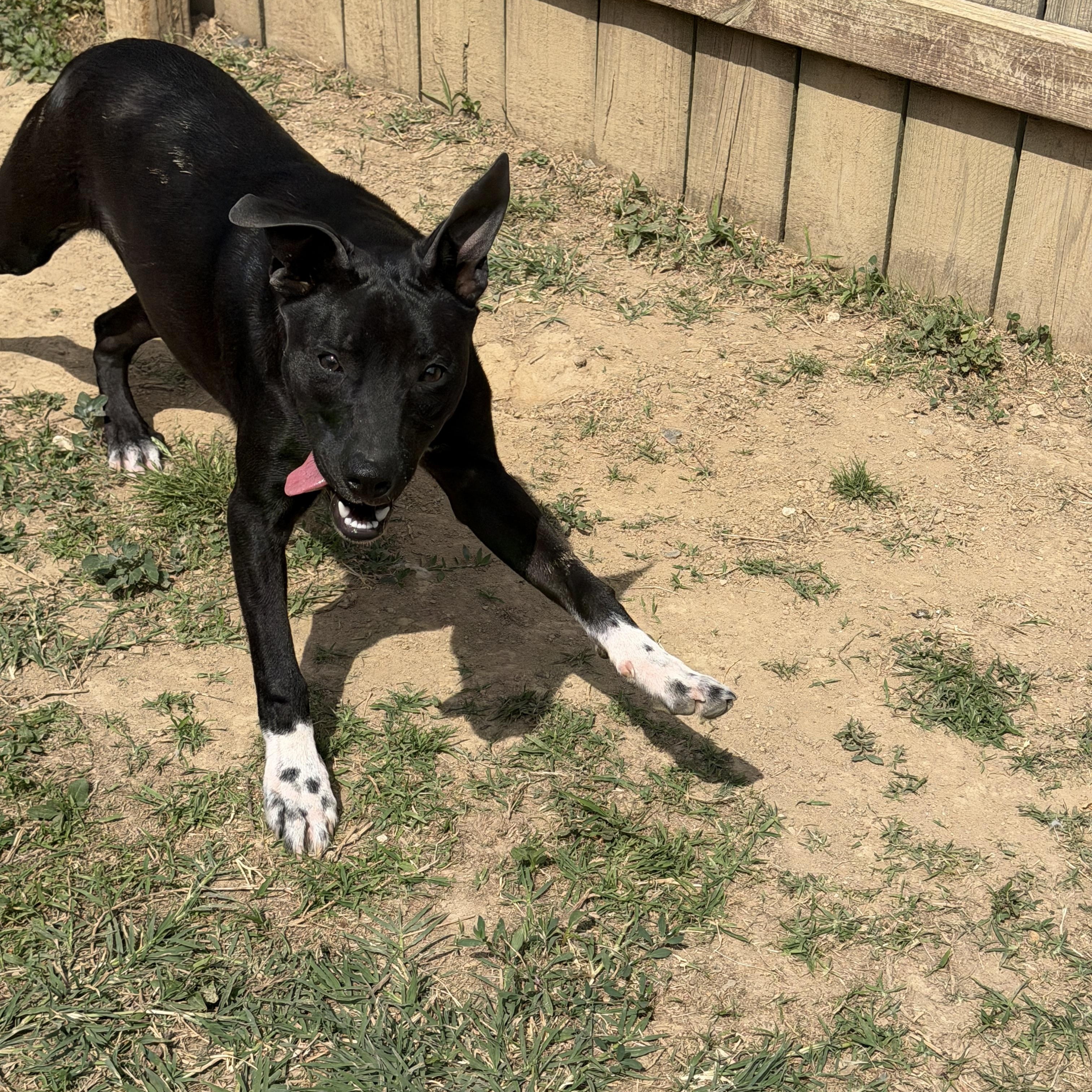 Enlarge Mercy, a ADOPTABLE mixed breed in Jeffersonville, IN image 6/6