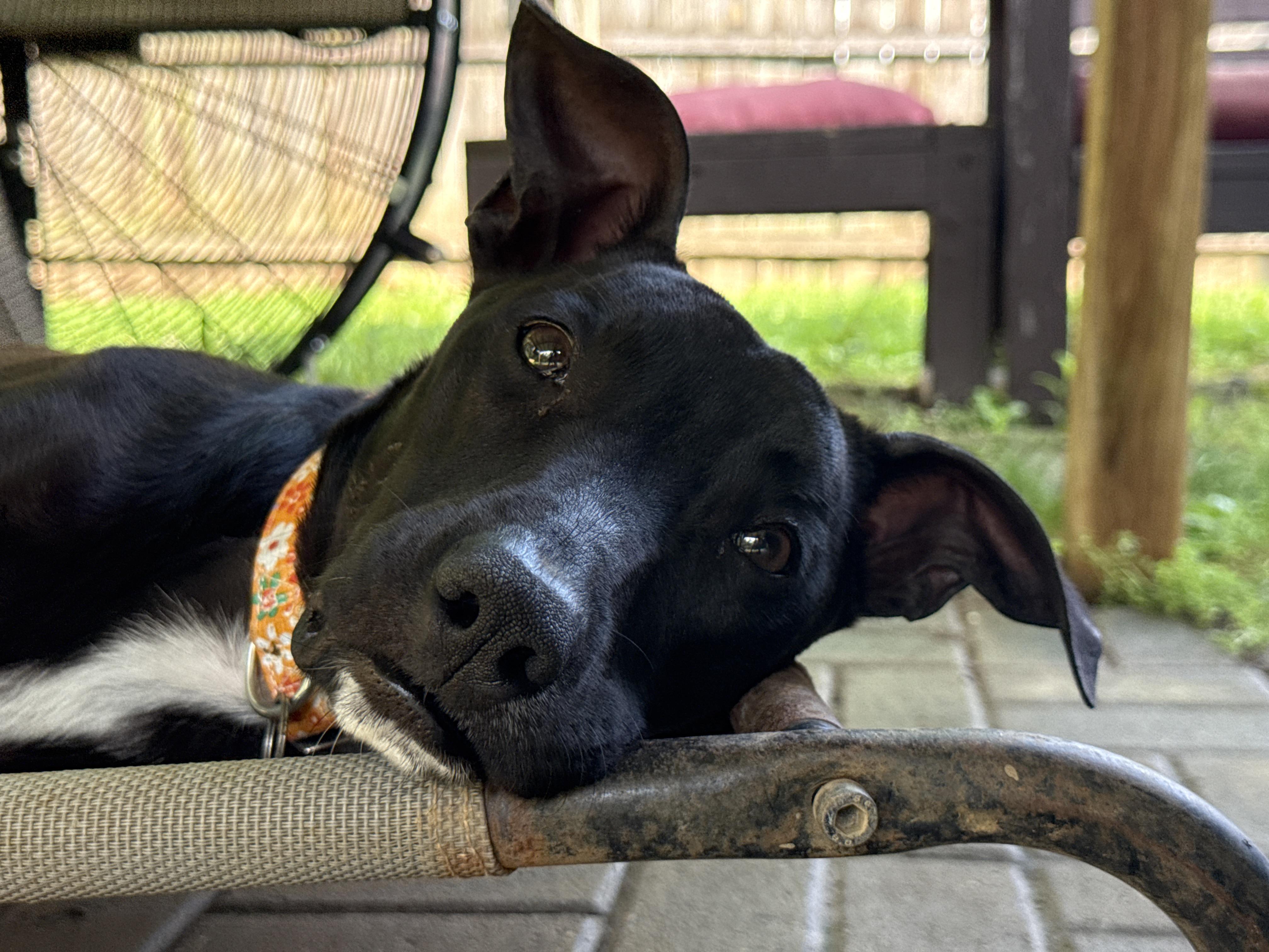 Enlarge Mercy, a Adopted mixed breed in Jeffersonville, IN image 2/6