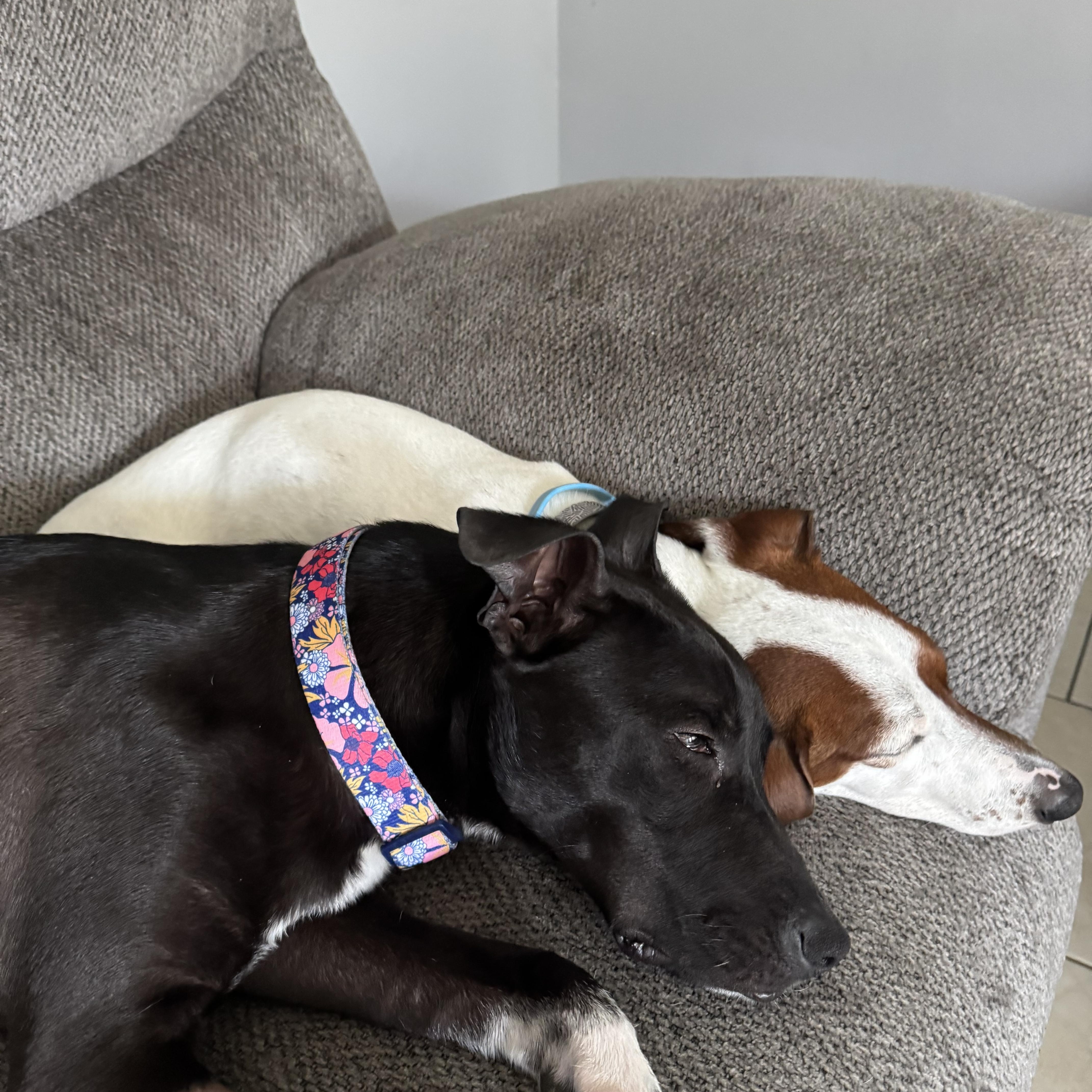 Enlarge Mercy, a Adopted mixed breed in Jeffersonville, IN image 5/6